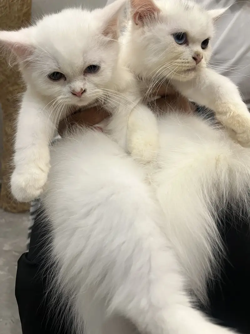 Persian cats for sale — photo 6