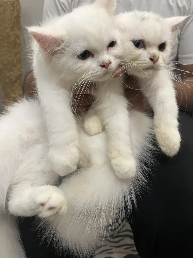 Persian cats for sale — photo 7