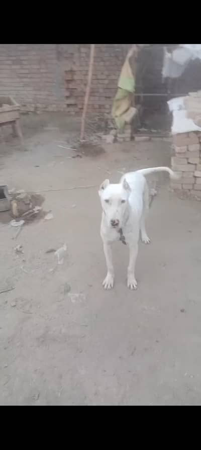bully female Available location Talagang . healthy and active