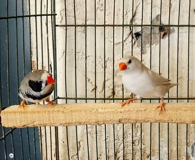 breeder pair for sale contact num 03065482407