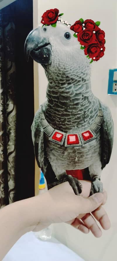 African Grey Parrot Red factor