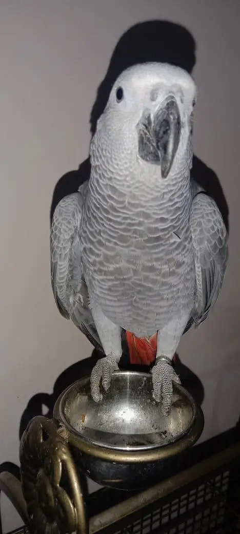 African Grey Parrot Red factor — photo 2