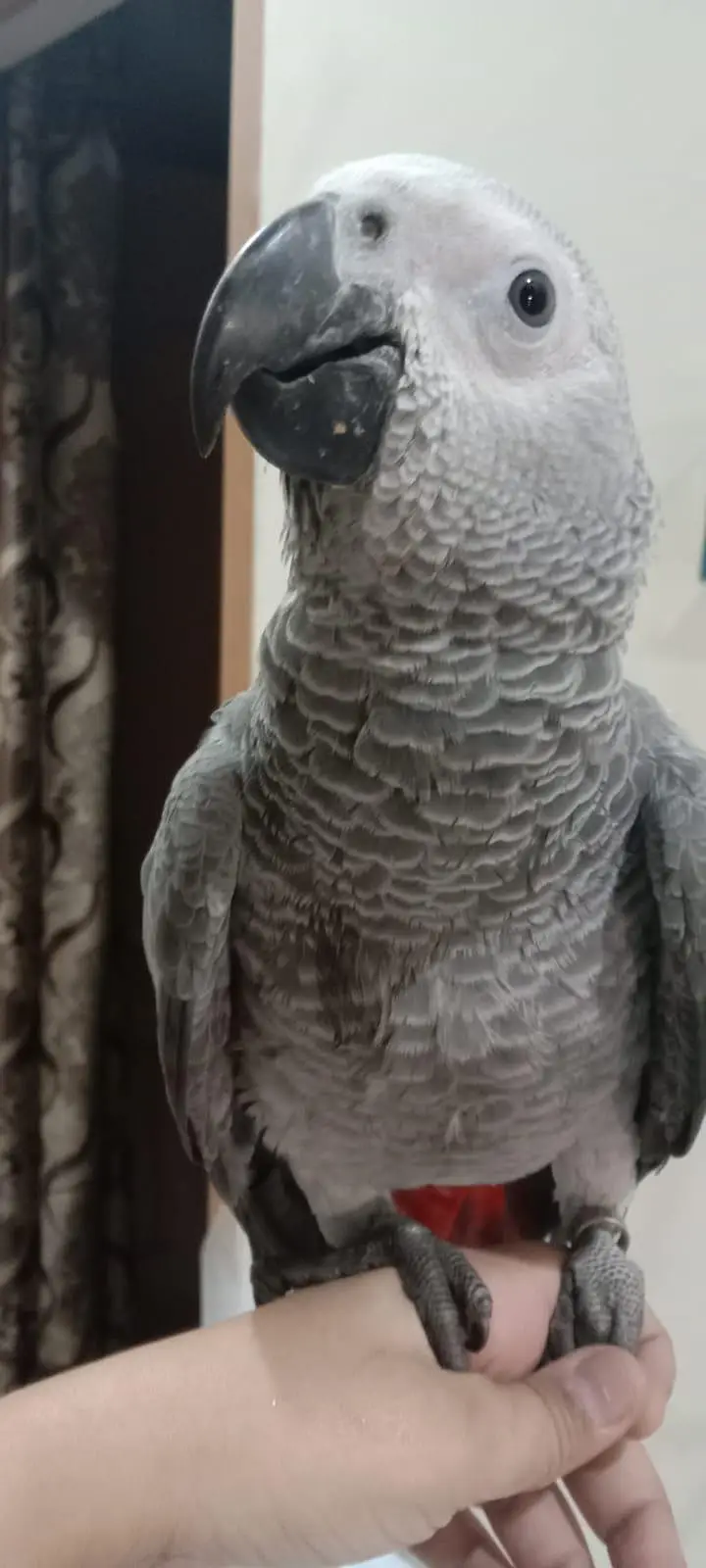 African Grey Parrot Red factor — photo 3