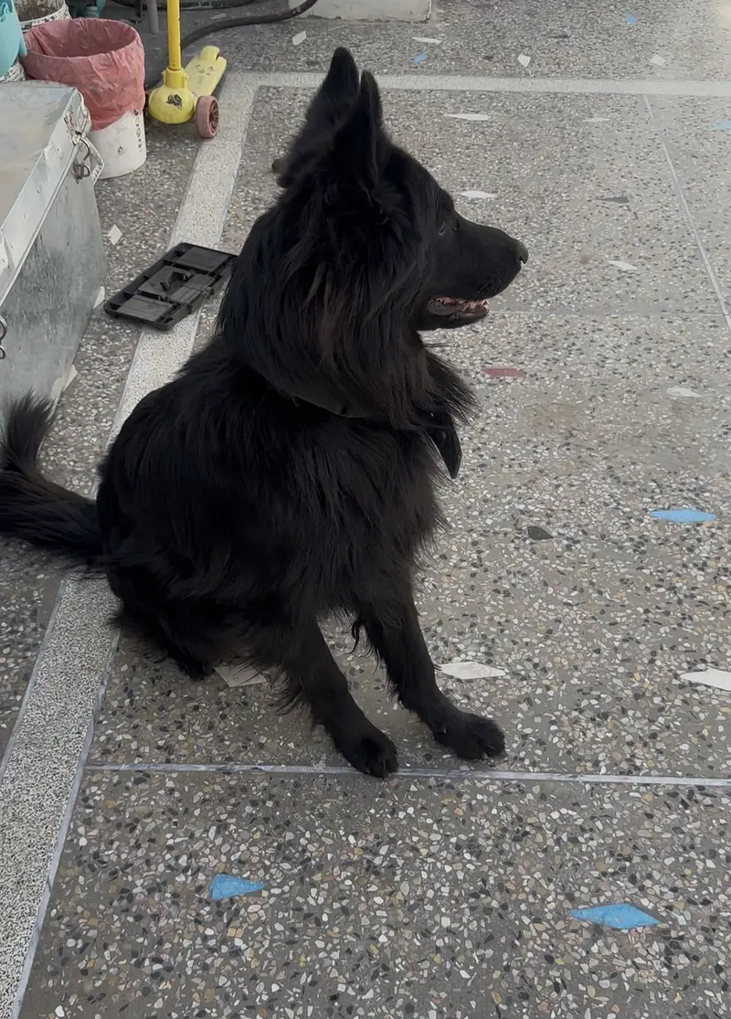 Pure breed vaccinated with certified pedigree — photo 3