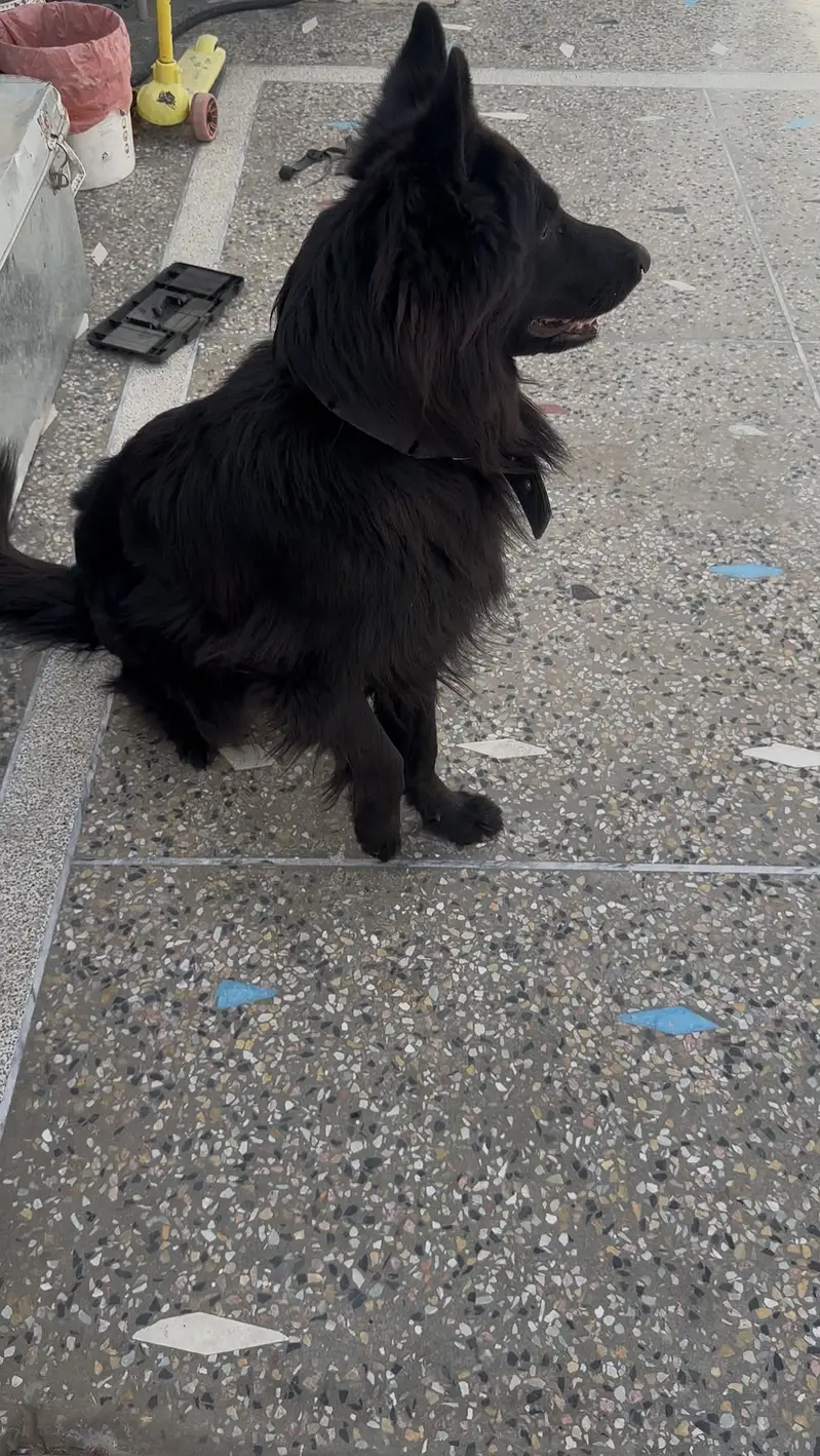 Pure breed vaccinated with certified pedigree — photo 4