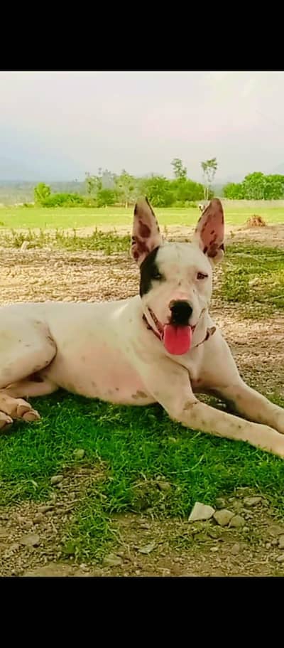 Active and Healthy Female Dog for Sale