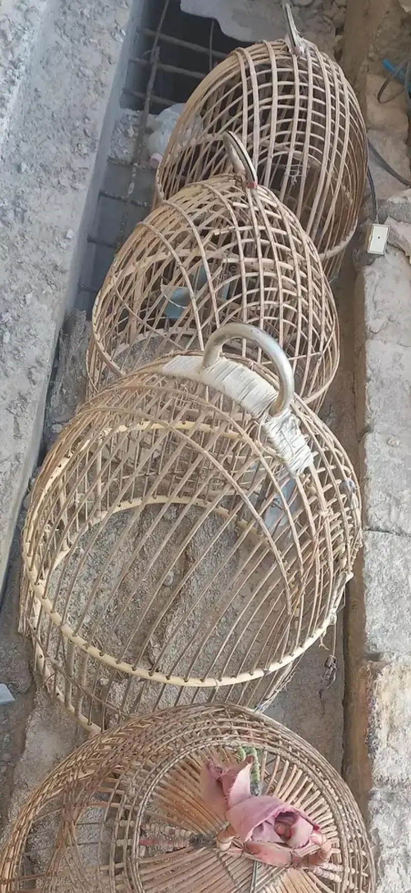 پانچ عدد چکور کے پنجرے — photo 3