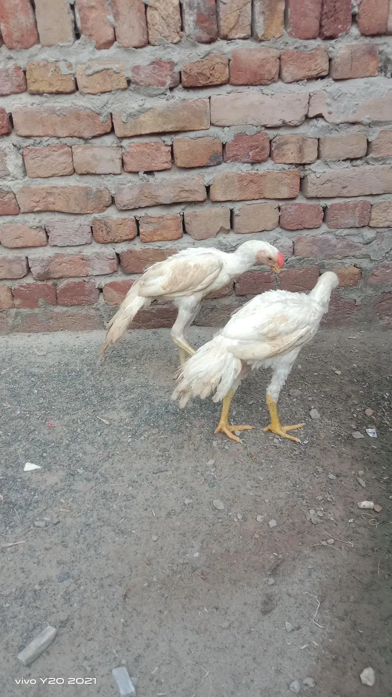 Indian Parrot Beek Tawmilnado — photo 3