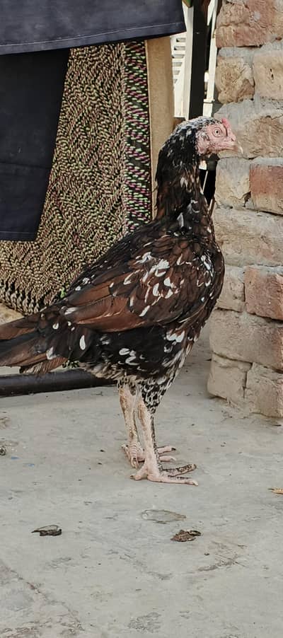 Aseel Birds for sale