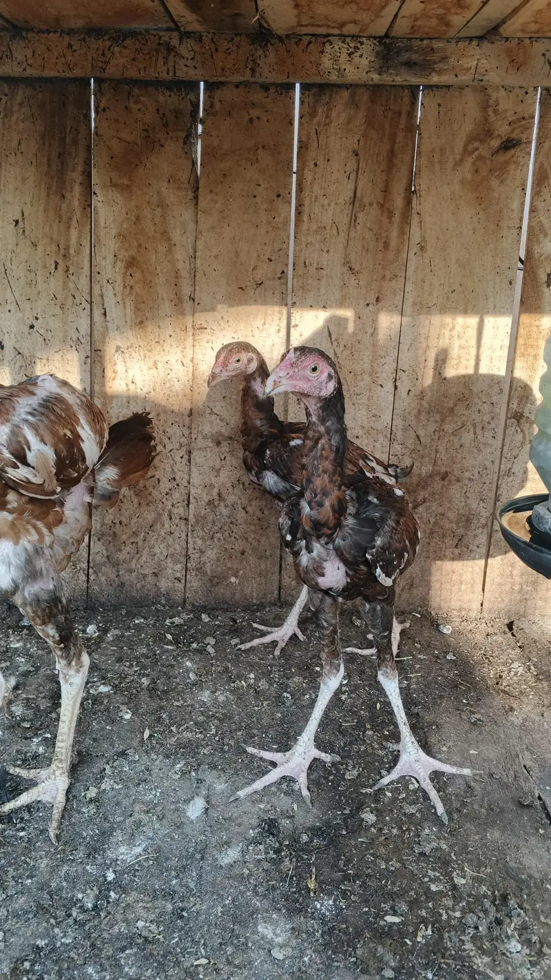 Aseel Birds for sale — photo 2