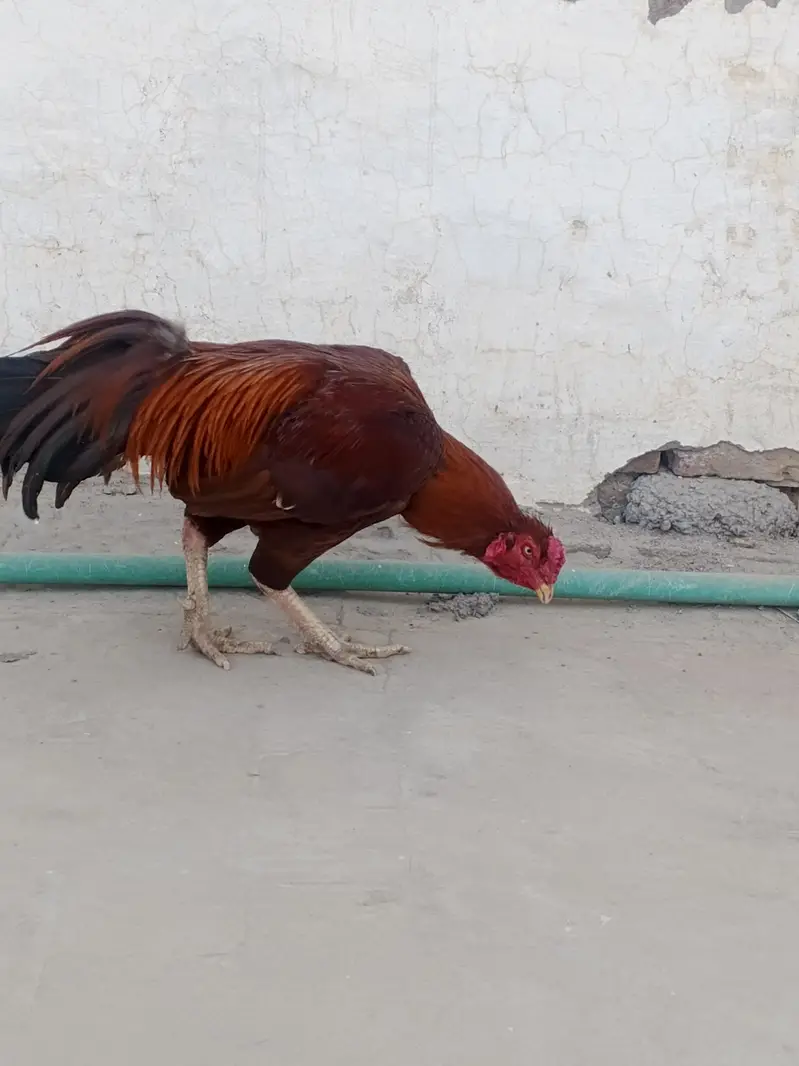 Aseel Birds for sale — photo 4