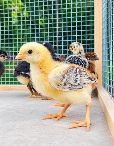 Golden Misri Chicks |Choza |Desi Chicks|hen baby