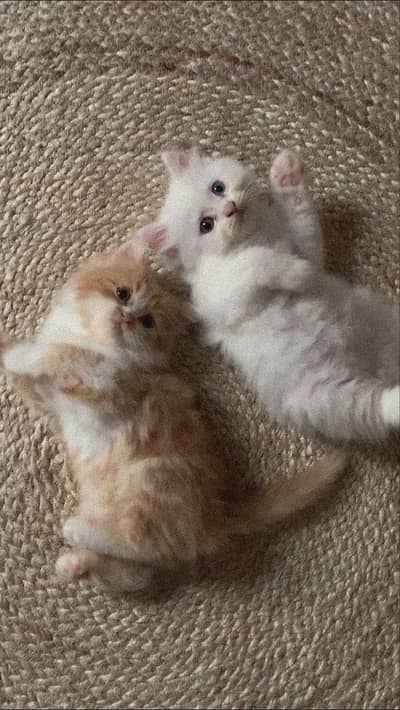 Adorable Kittens Available for Loving Homes