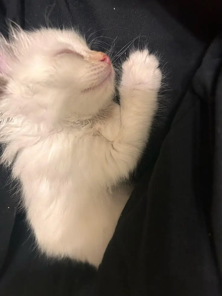 Adorable Kittens Available for Loving Homes — photo 4