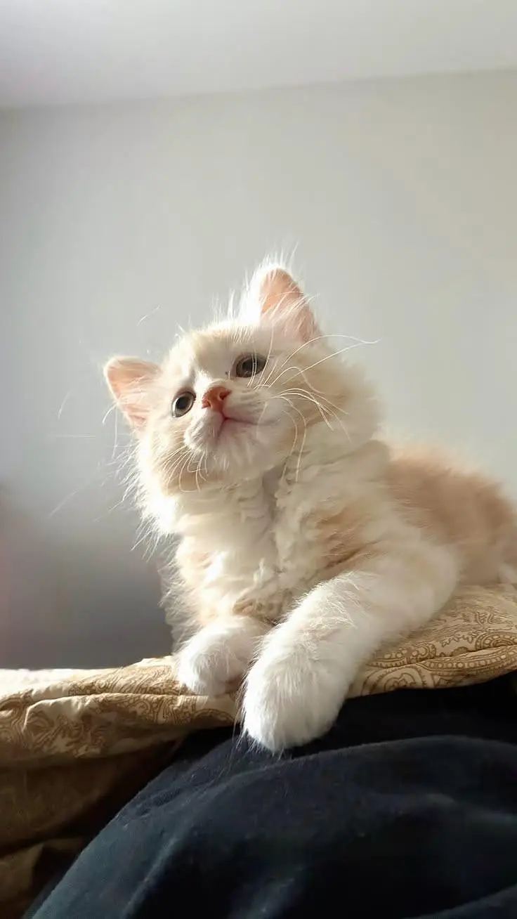 Adorable Kittens Available for Loving Homes — photo 5