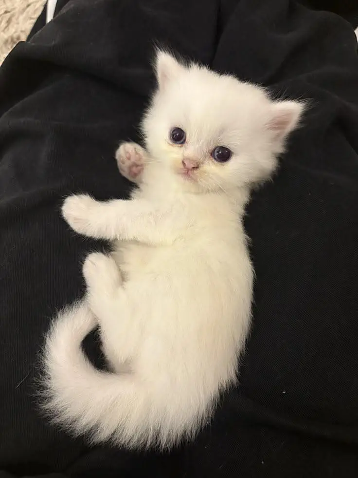 Adorable Kittens Available for Loving Homes — photo 6