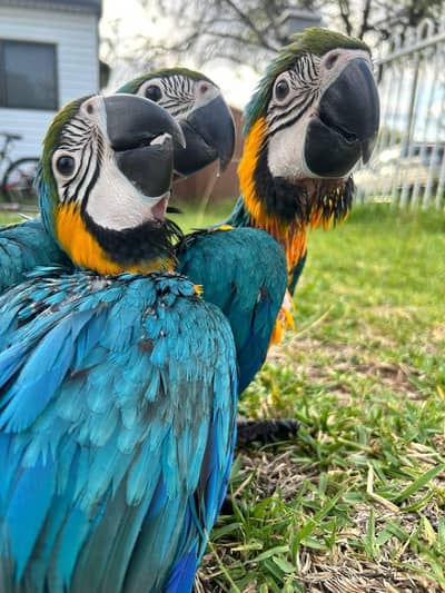 blue macaw parrot chick for sale 0321/7047/351