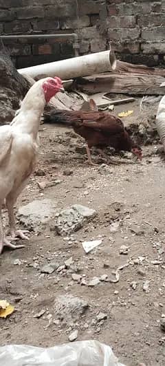 dasil hen 2