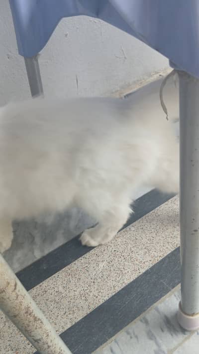Persian cat