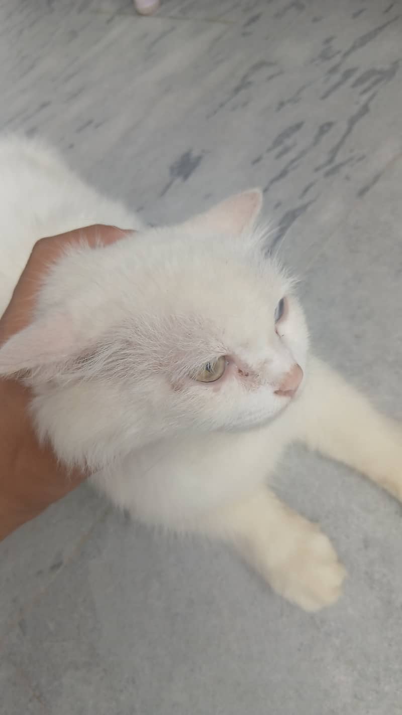 Persian cat 1