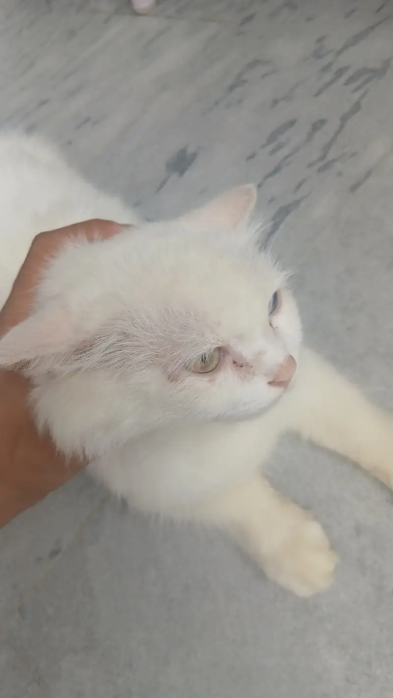 Persian cat — photo 2