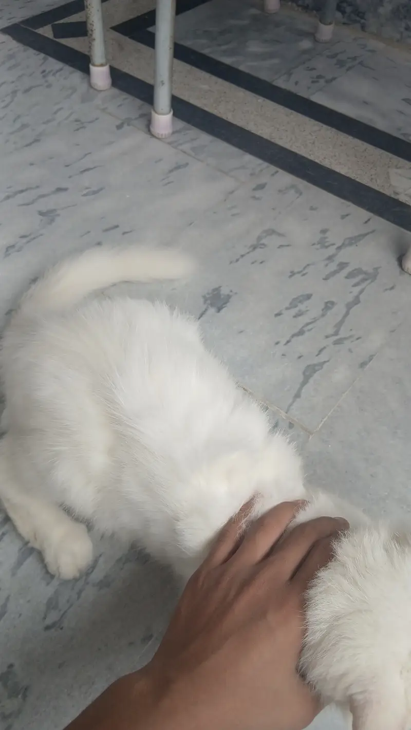 Persian cat — photo 3