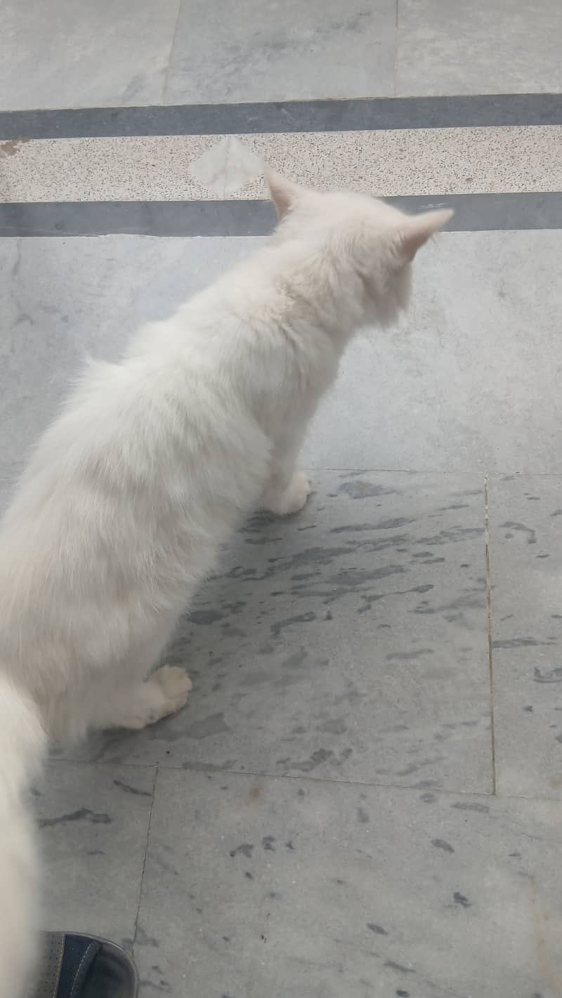 Persian cat 3