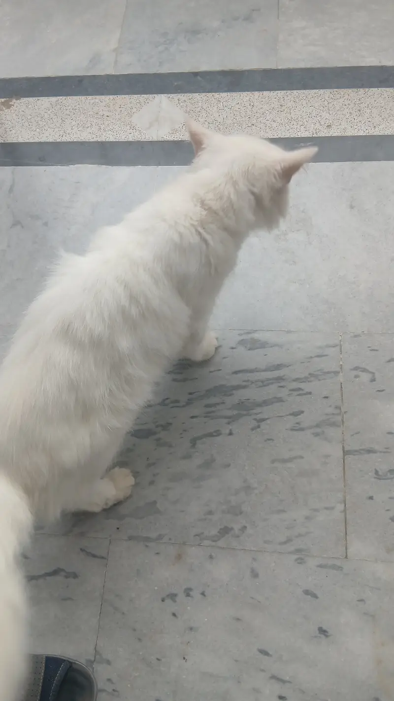 Persian cat — photo 4
