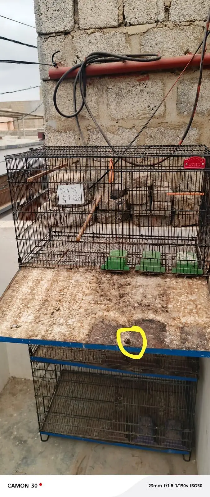 Cage' — photo 4