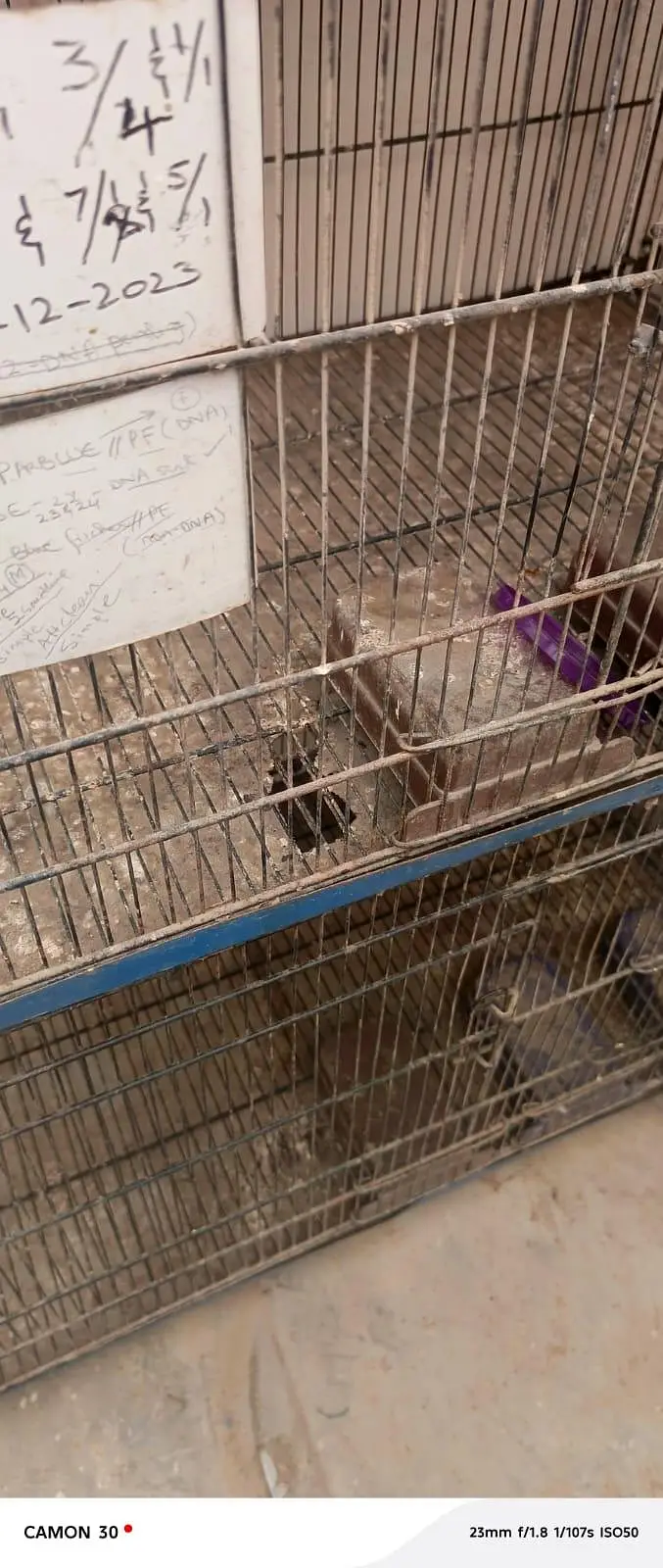 Cage' — photo 5