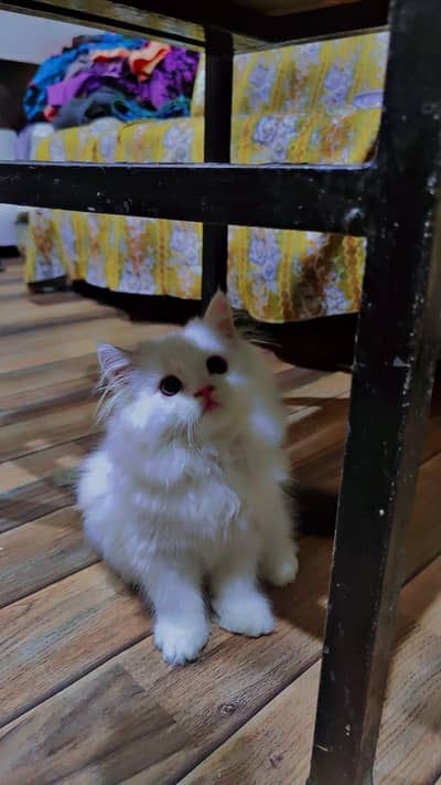 Persian kittens whatp ///0322 ///0396547///