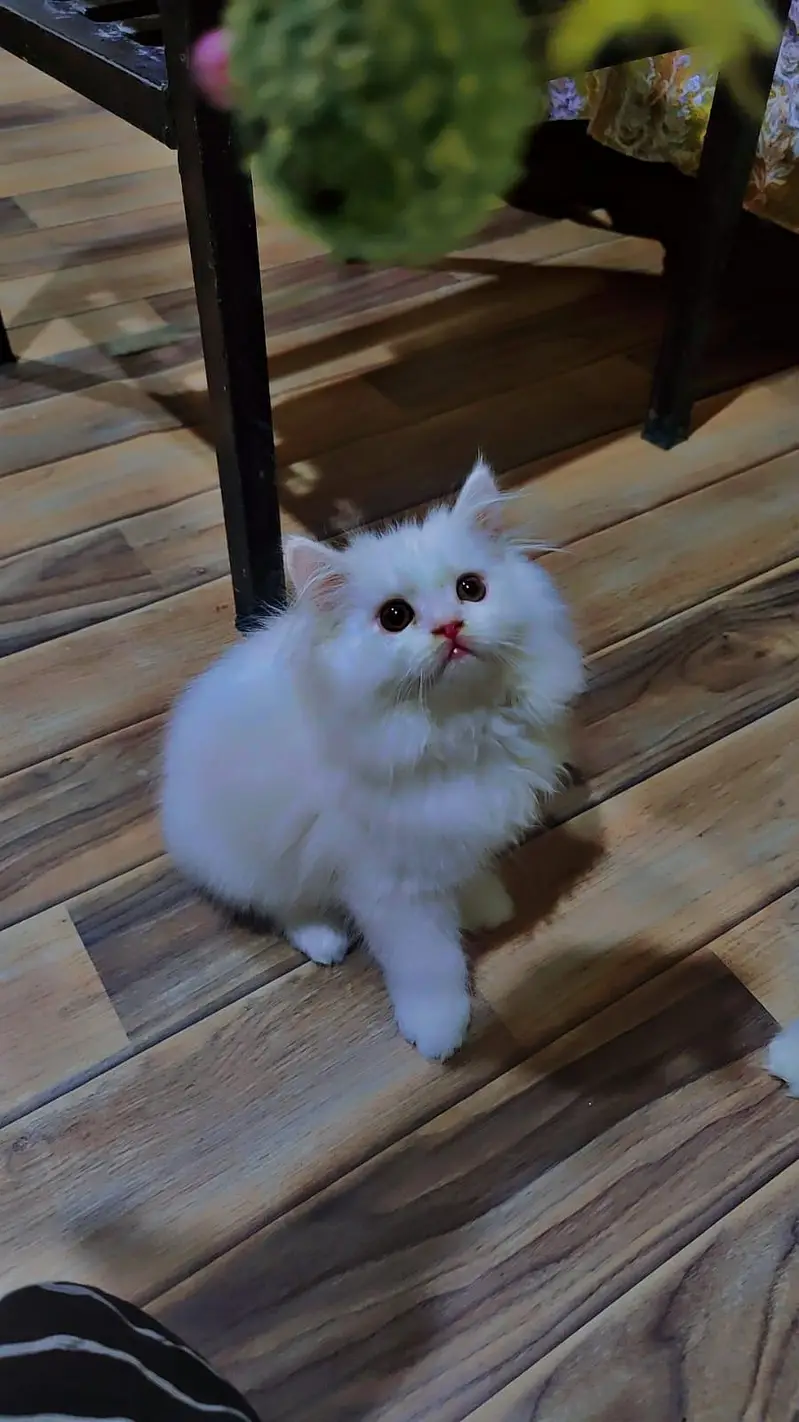 Persian kittens whatp ///0322 ///0396547/// — photo 2