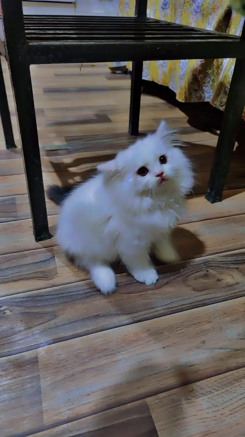 Persian kittens whatp ///0322 ///0396547/// — photo 3