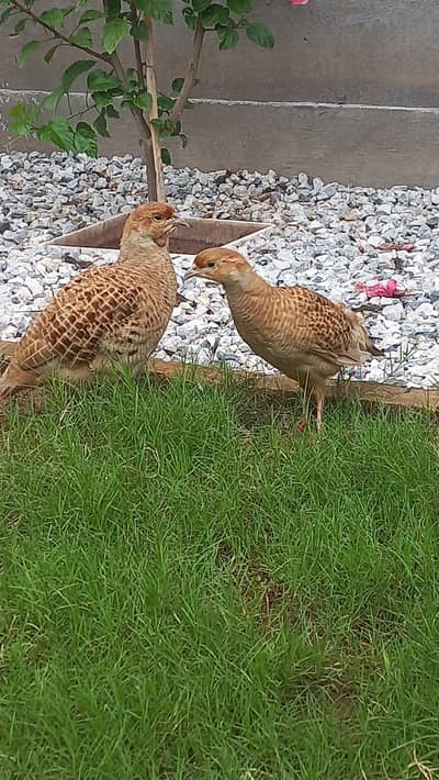Beautuful Teeter breeder pair