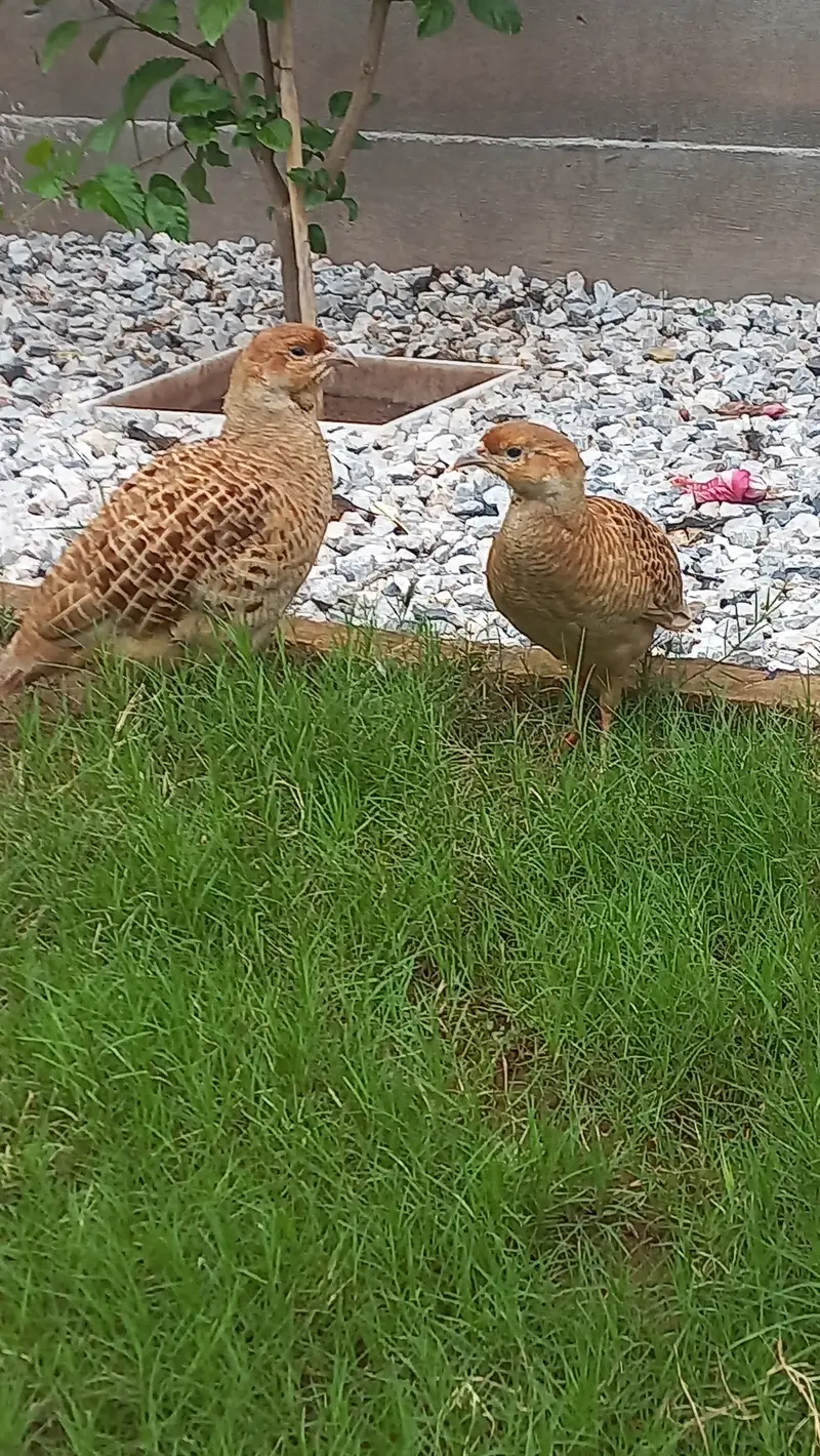 Beautuful Teeter breeder pair — photo 2