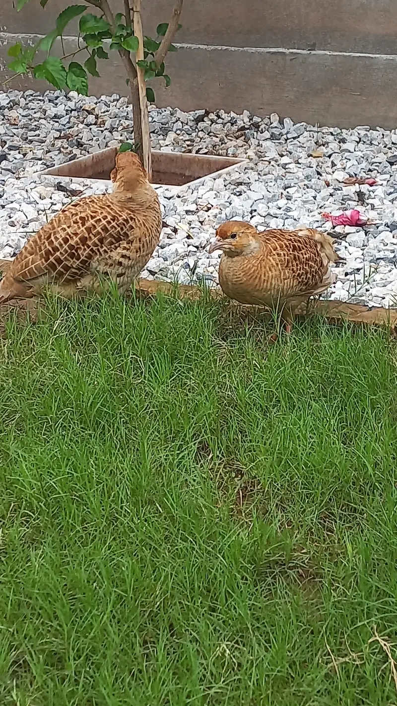 Beautuful Teeter breeder pair — photo 3