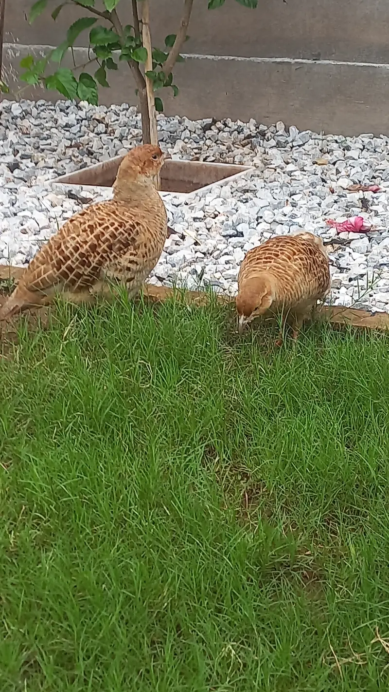 Beautuful Teeter breeder pair — photo 4