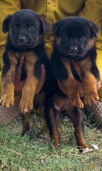German shepherd dubal cout pair 2 mahnt for sale active and healthy