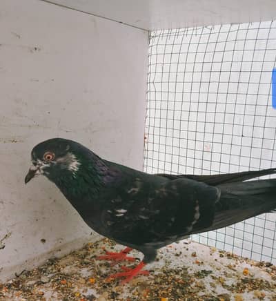 Black batera male for sale.