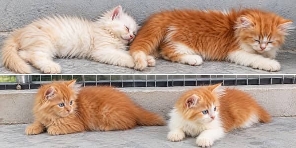 Kittens for sale