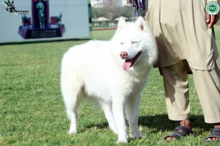 husky male  dog | male dog | wolly  coat | huskymale