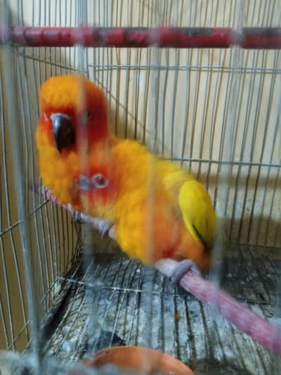 sun conure