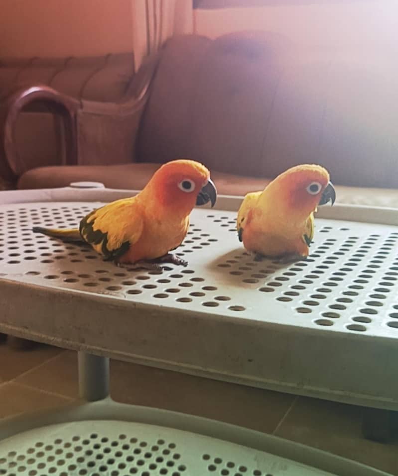 sun conure 1