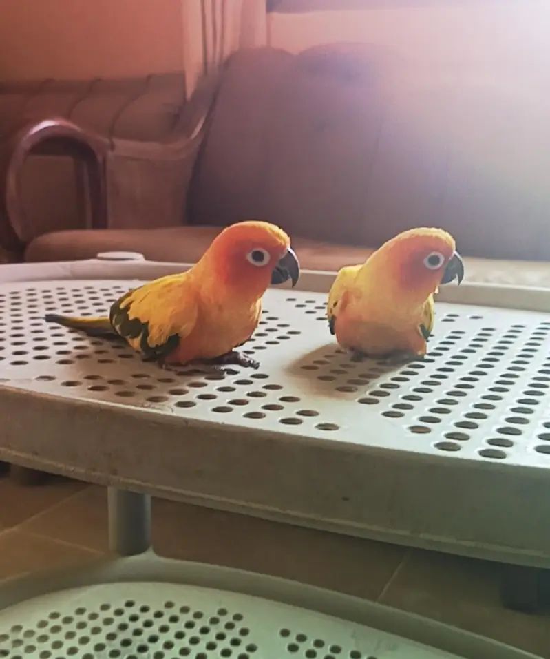 sun conure — photo 2