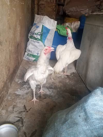 asel hera pair he