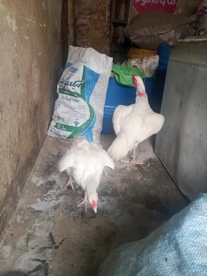 asel hera pair he — photo 2