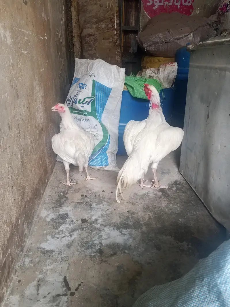 asel hera pair he — photo 4