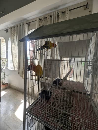 Sun Conure Breeder Pair (High Red Factor)