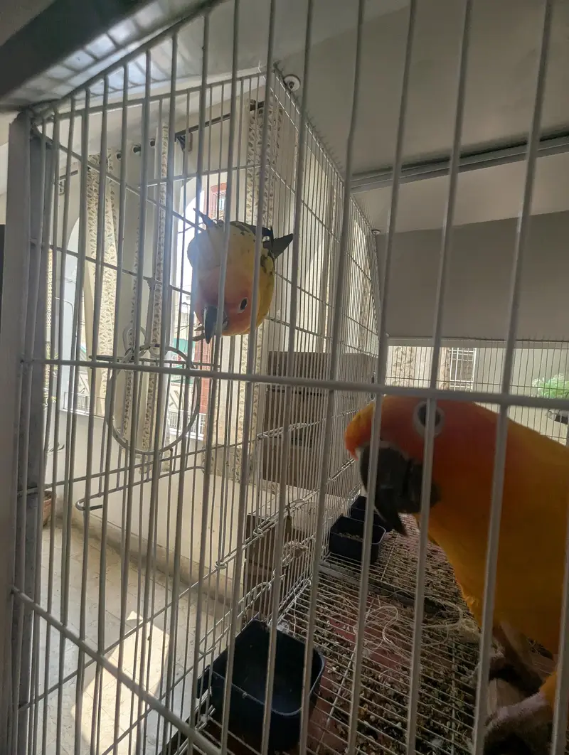 Sun Conure Breeder Pair (High Red Factor) — photo 2