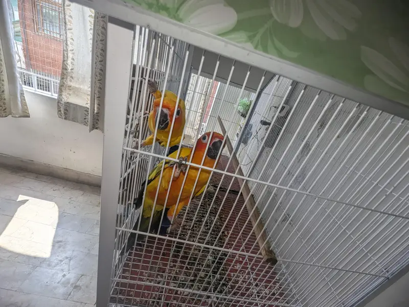 Sun Conure Breeder Pair (High Red Factor) — photo 3